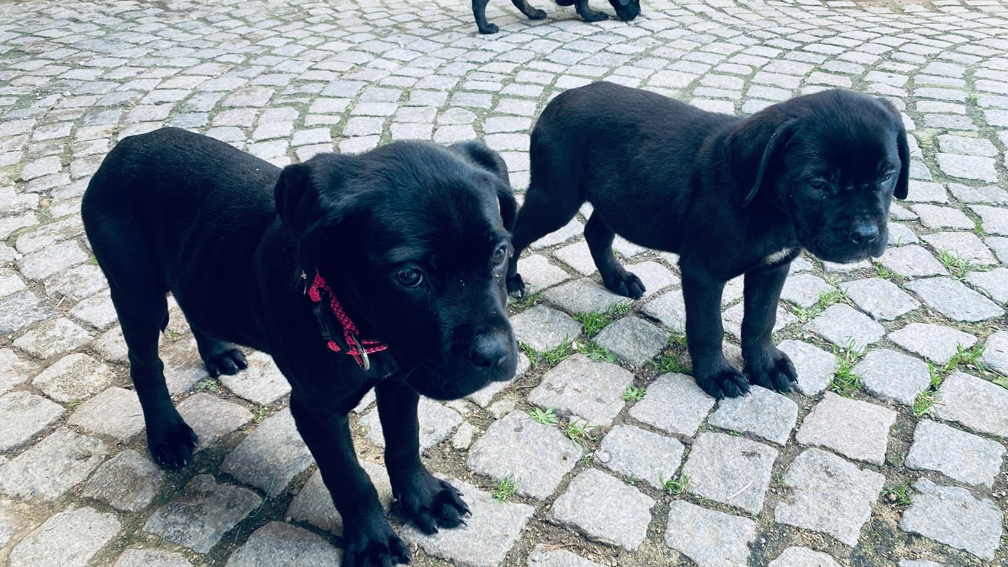 Eine Frau hat Welpen im Wald bei Gaggenau ausgesetzt. Jetzt finden die Hunde ein neues Zuhause. (Foto: SWR)