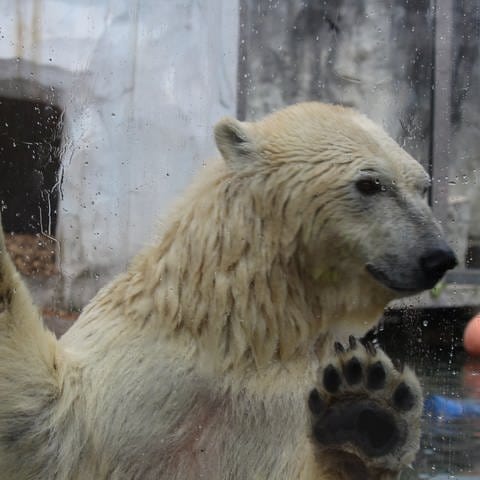 Eisbärin Nuka ist sehr verspielt und zeigt sich den Besucherinnen und Besuchern. (Foto: SWR)