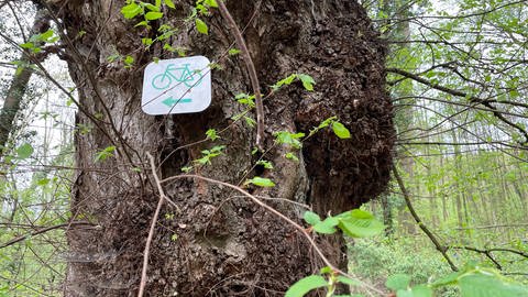 Hinweisschilder im Wald können helfen Konflikte im Wald zu vermeiden