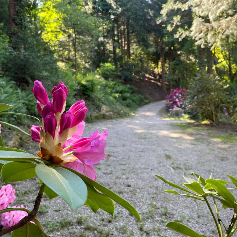 Arboretum Baden-Baden (Foto: SWR)