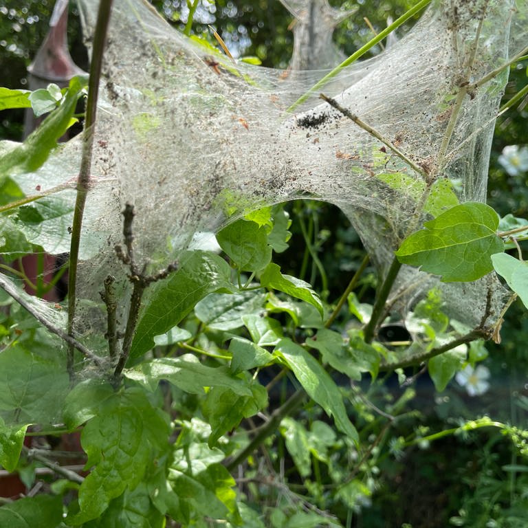 Die Gespinstmotte hüllt Sträucher und Büsche mit großen Netzen ein (Foto: SWR, Isabel Gotovac)