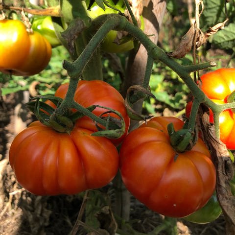 Reife Tomaten am Strauch (Foto: SWR)