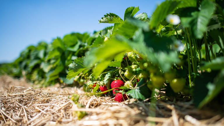 Auf einem Erdbeerfeld zwischen Stroh hängen an einer Erdbeerpflanze mehrere reife Erdbeeren (Foto: dpa Bildfunk, picture alliance / Guido Kirchner/dpa | Guido Kirchner)