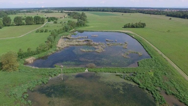 Die Saalbachniederung mit Flachwassergebiet und Wiesen und Feldern (Foto: Pressestelle, NABU Hambrücken)