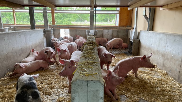 Schweine in einem Tierwohlstall (Foto: SWR, SWR, Cornelia Stenull)