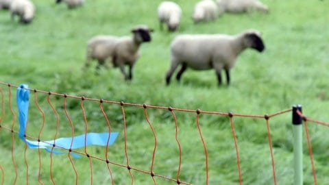 Wolfszaun mit Schafen im Hintergrund