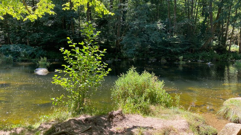 Die Murg fließt durch den Wald bei Forbach, das Wasser glitzert in der Sonner (Foto: SWR, SWR, Benedict Walesch)