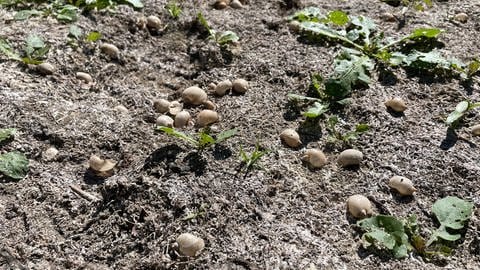 Tote Muscheln liegen auf dem trockenen Boden im Rastatter Auwald (Foto: SWR, SWR, Teo Jägersberg)