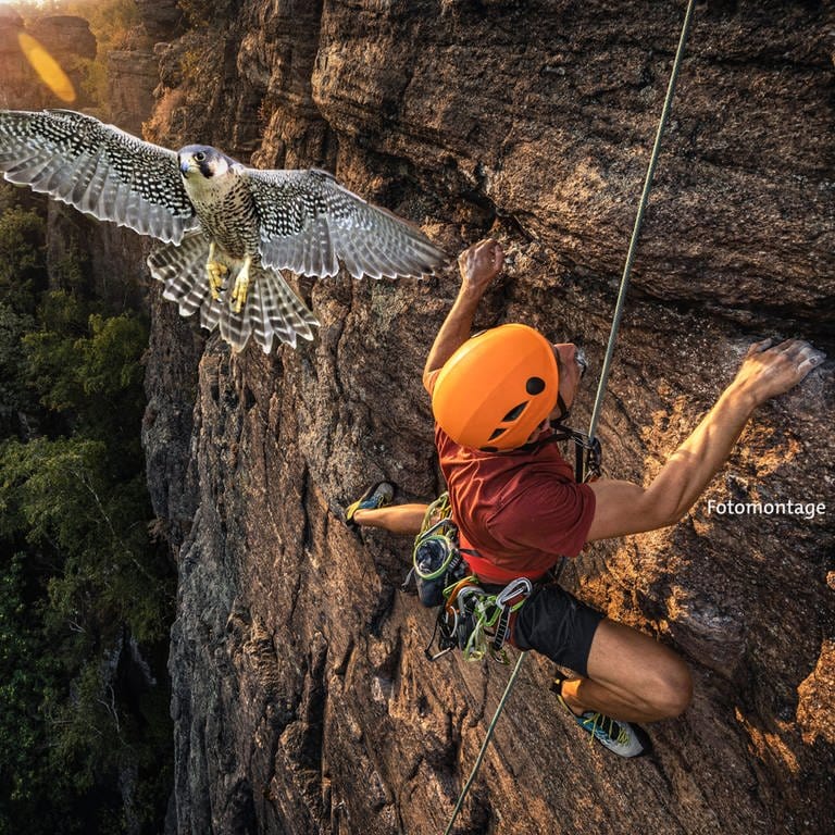 Ein Kletterer am Battertfelsen, im Vordergrund ein Wanderfalke im Flug, Fotomontage (Foto: IMAGO, McPHOTO-Ingo Schulz/ Westend61 (Foto-Montage))