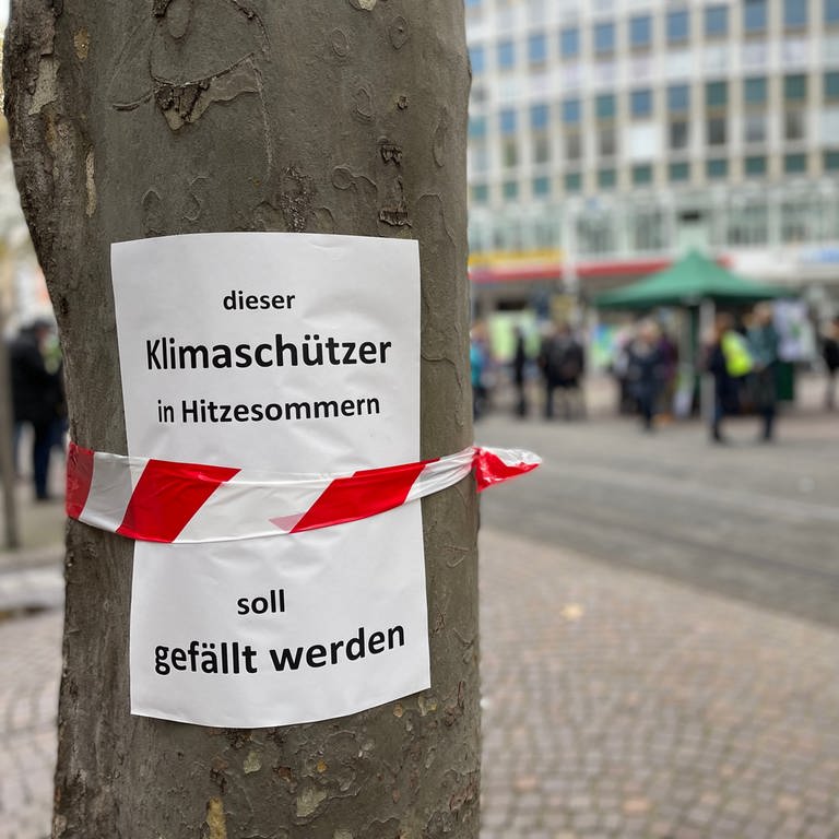 Klimabündnis will Platanen in Karlsruhe retten (Foto: SWR)