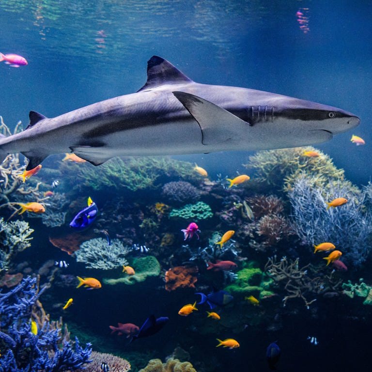 Schwarzspitzenriffhai in einem großen Aquarium (Foto: Pressestelle, Naturkundemuseum Karlsruhe / SMNK)