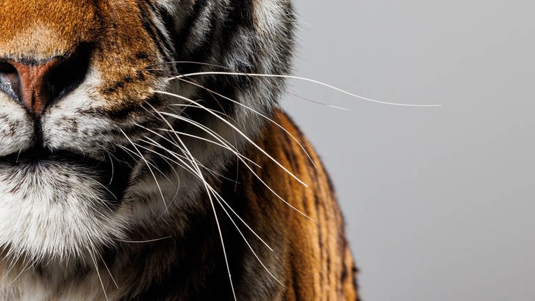 Nahaufnahme der Schnautze eines Tigers mit Tasthaaren