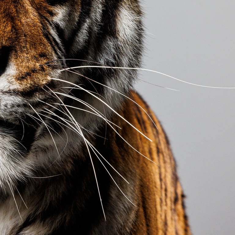 Nahaufnahme der Schnautze eines Tigers mit Tasthaaren