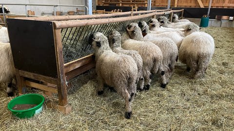 Die Schafe von Christian Striebich sind im Stall vor dem Wolf sicher (Foto: SWR)