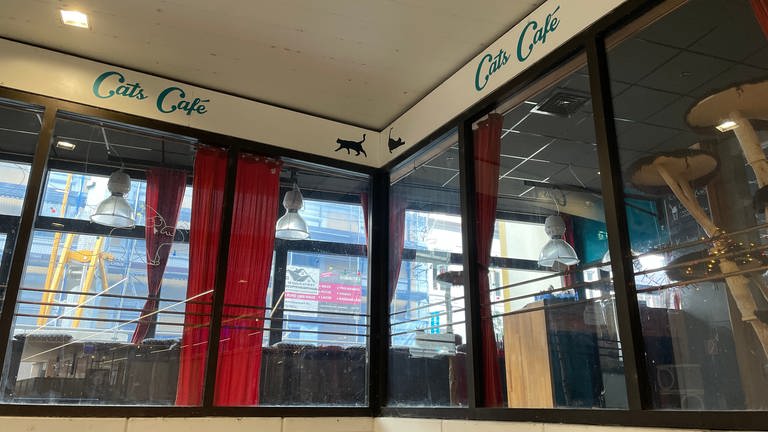 Cats Café in Karlsruhe ist insolvent (Foto: SWR)