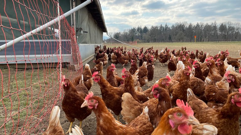 Geflügelhalter dürfen wegen der Vogelgrippe ihre Ställe nur noch in Schutzanzügen betreten  (Foto: SWR)