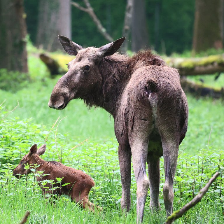 Kleiner Elch im Zoo Karlsruhe geboren