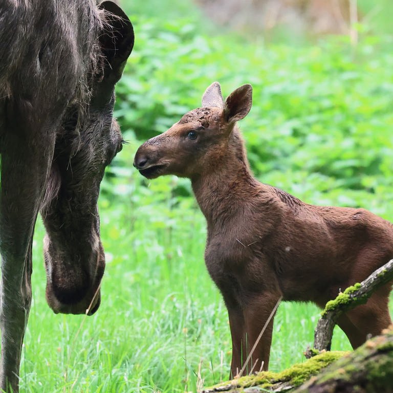 Das Elch-Baby im Oberwald Karlsruhe ist noch sehr klein und ängstlich. Es bleibt ganz nah bei seiner Mama.