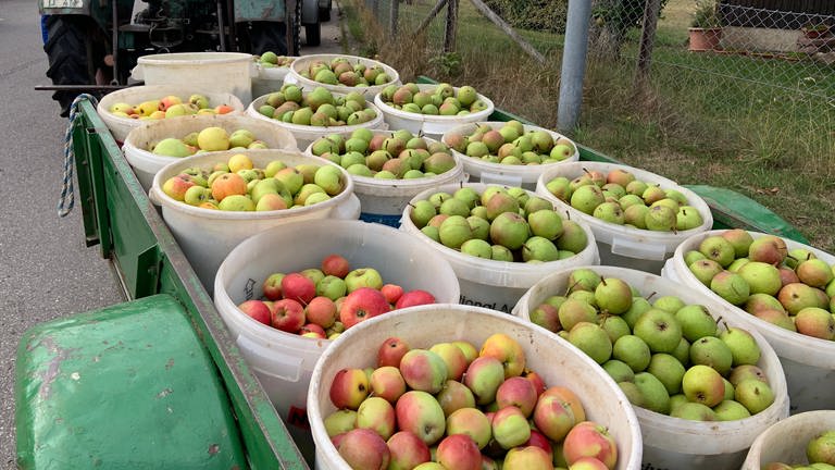 Streuobsternte: Äpfel werden angeliefert. (Foto: SWR, SWR/Heiner Kunold)