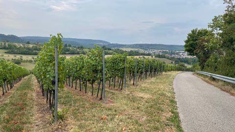Die Weinlese im Weingut Plag in Kürnbach im Kraichgau hat begonnen.