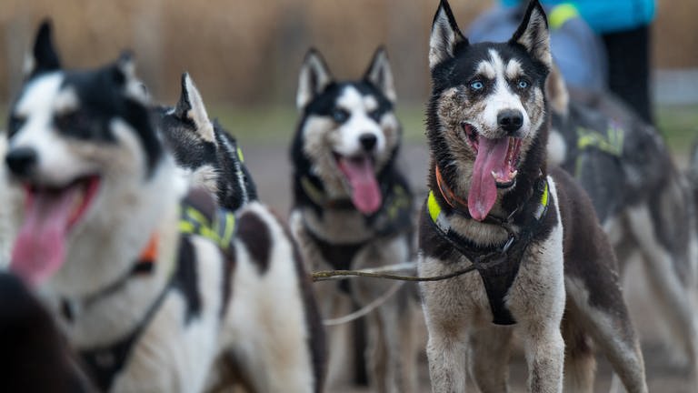 Mehrere Huskys - Schlittenhunde wie diese wurden vor zwei Jahren tot in Dobel gefunden. (Foto: picture-alliance / Reportdienste, dpa Bildfunk, dpa-Zentralbild | Monika Skolimowska)