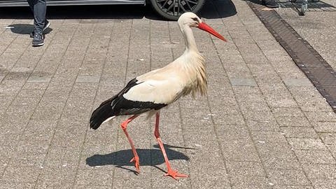 Storch Ali auf dem Parkplatz in Östringen (Foto: SWR, SWR)
