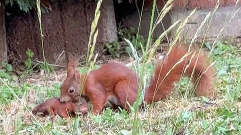 Eichhörnchen-Mutter leckt ihr Baby liebevoll (Foto: Pressestelle, EinsatzReport24)