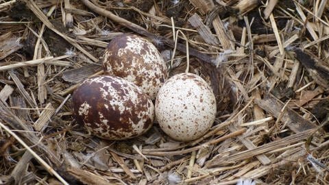 Ein Fischadler-Pärchen mit drei Eiern löste vor wenigen Wochen eine kleine Sensation im Landkreis Rastatt aus
