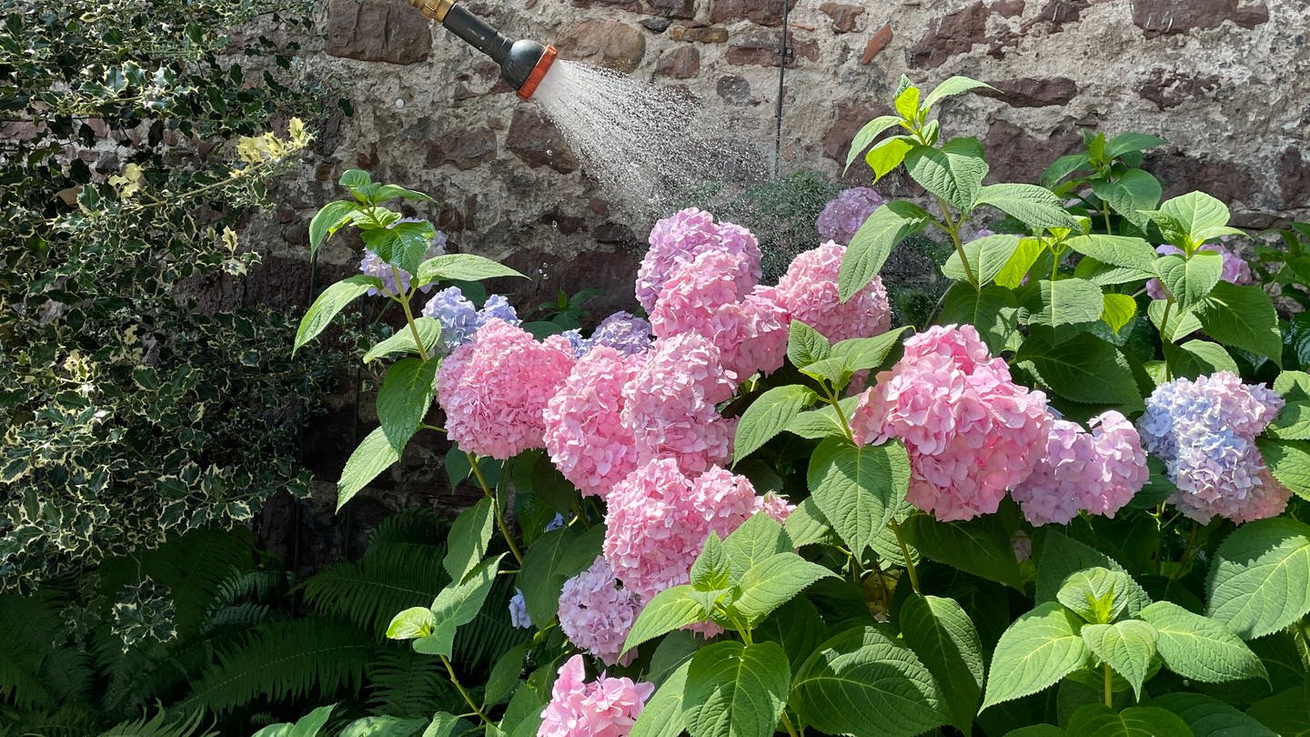 Höchst Willkommen bei Trockenheit: Die tägliche Wasserdusche für blühende Hortensien am Lauerturm in Ettlingen (Foto: SWR, Foto: Susann Bühler)