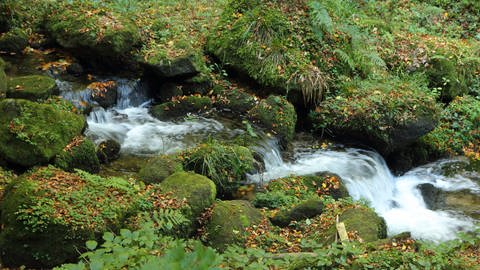 Wasser macht sich rar: Auch Bergbäche wie hier bei Bad Wildbad führen wegen der langen Trockenheit immer weniger Wasser.