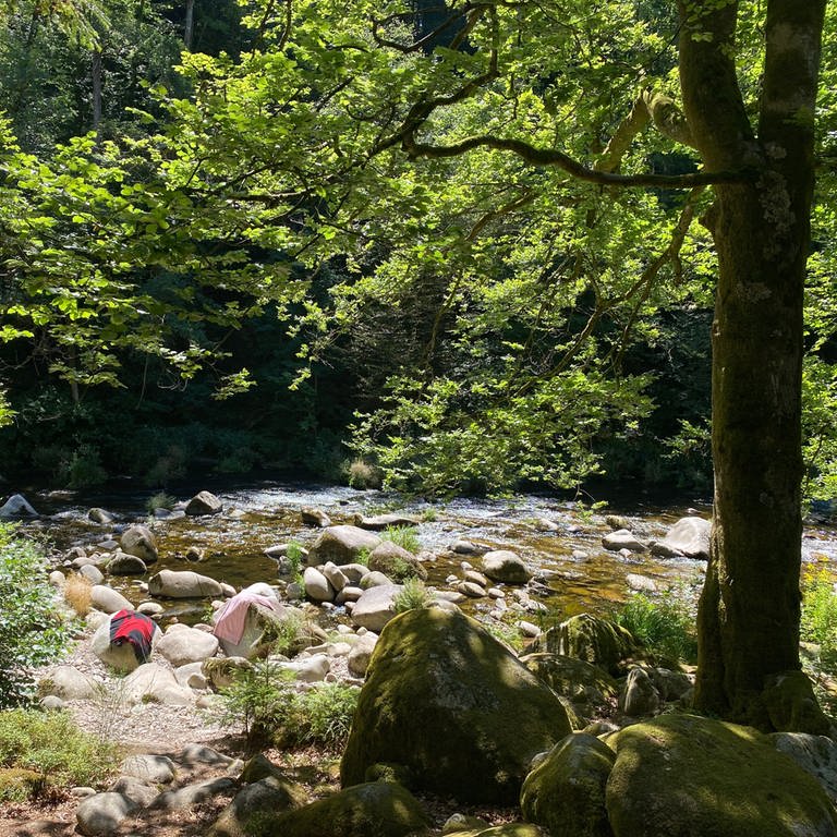 Die Murg fließt durch den Wald bei Forbach, viele große Steine liegen am Ufer (Foto: SWR, SWR, Benedict Walesch)