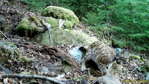 Archivbild: Bisher im Nordschwarzwald angesiedelt ist der Luchs Toni. Die Wildtierbiologen hoffen, dass Finja und er sich einander finden.  (Foto: FVA Freiburg)
