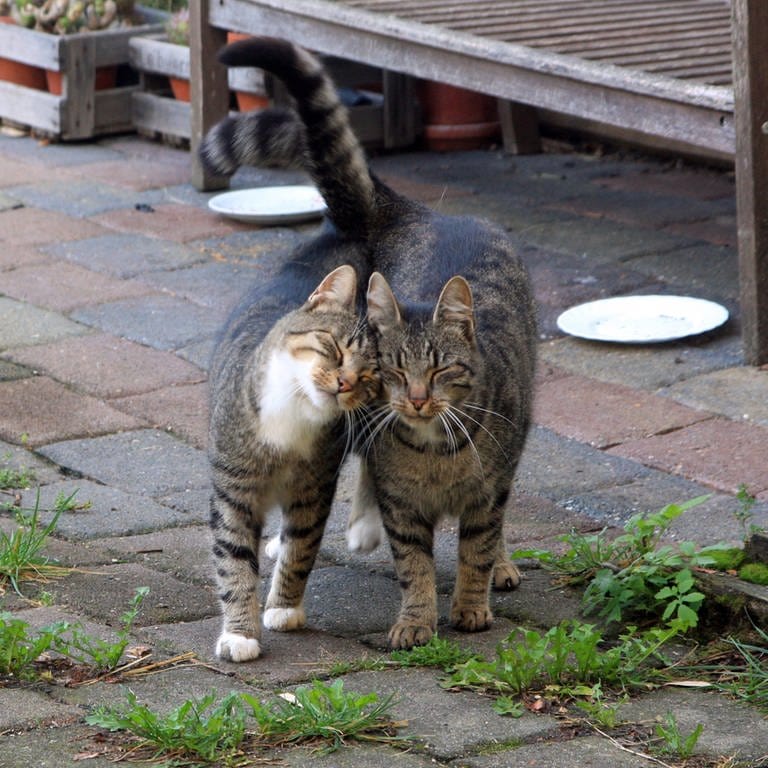 Ein Katzenpaar auf einer Terasse
