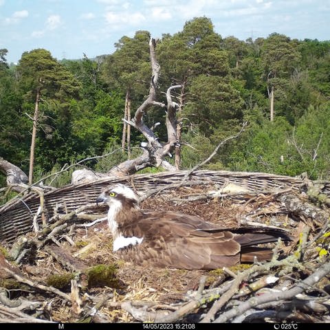 Von einer Wildkamera fotografiert: Fischadler sitzen in ihrem Nest. Fischadler brüten wieder in Rastatt. (Foto: NABU)