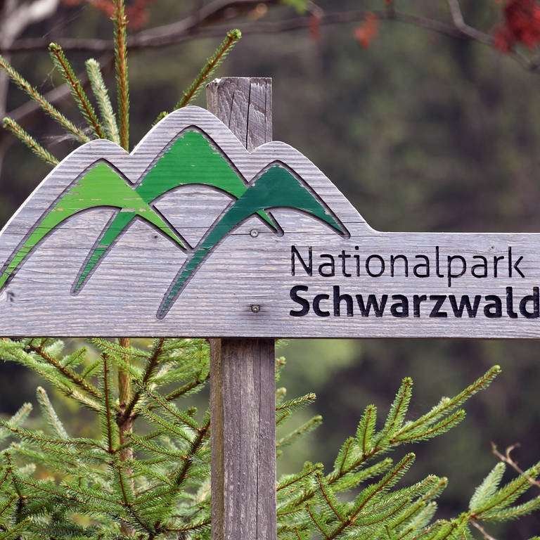 Nationalpark Schwarzwald soll weiterentwicklet werden. (Foto: picture-alliance / Reportdienste, picture alliance/dpa | Uli Deck)