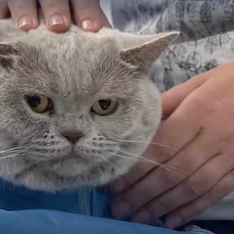 Eine Katze in einem blauen Arztkittel wird in der mobilen Praxis von Tierarzt Francisco Landines bei Karlsruhe gestreichelt.