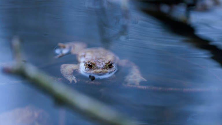 Die Erdkröte steht auf der "Roten Liste" der gefährdeten Amphibien in Baden-Württemberg; ein Schutzprojekt soll ihr unter anderem im Enzkreis helfen (Foto: IMAGO / Dominik Kindermann)