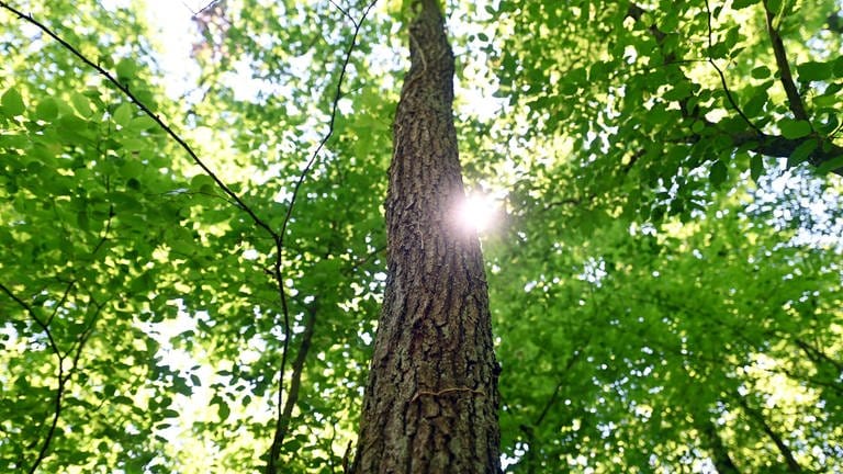 Wald bei Karlsruhe: Trotz mehr Regen haben sich die Wälder in Mittelbaden nicht erholt