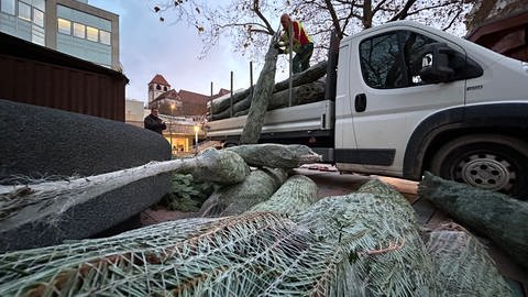 Während des Sonnenaufgangs werden beim Aufbau auf dem Marktplatz für den Weihnachtsmarkt Pforzheim Weihnachtsbäume geliefert.  (Foto: SWR, Mirka Tiede)