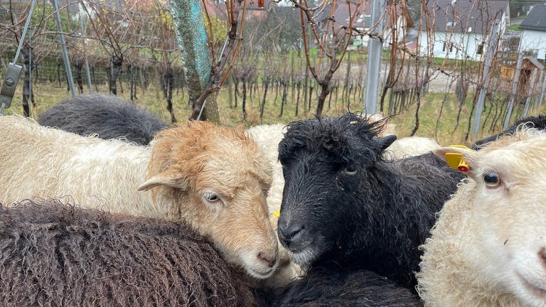 Die Schafe im Weinberg bei Baden-Baden haben an Silvester Angst vor dem Feuerwerk.