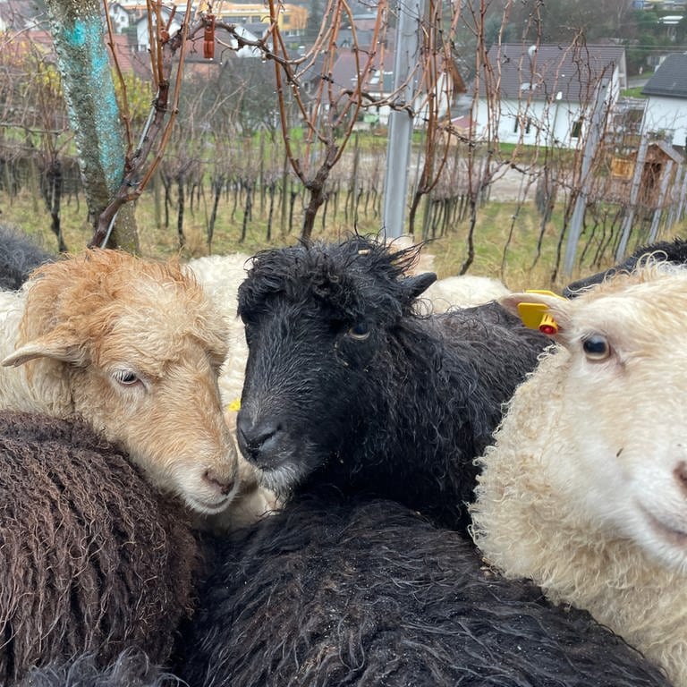 Die Schafe im Weinberg bei Baden-Baden haben an Silvester Angst vor dem Feuerwerk. (Foto: SWR, Patrick Neumann)