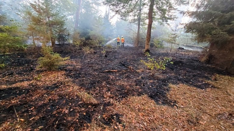 Abgebrannte Bäume und Rauch im Hardtwald bei Karlsruhe (Foto: Pressestelle, Einsatz-Reporter 24)