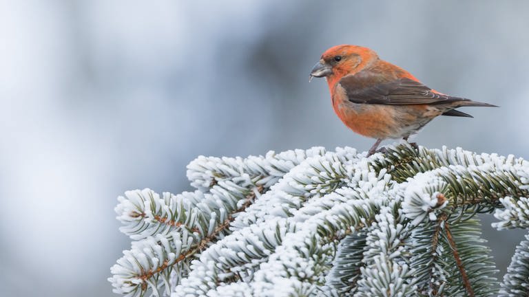 Fichtenkreuzschnabel Männchen auf winterlichem Nadelgehölz  (Foto: Foto: Nationalparkzentrum Ruhestein )