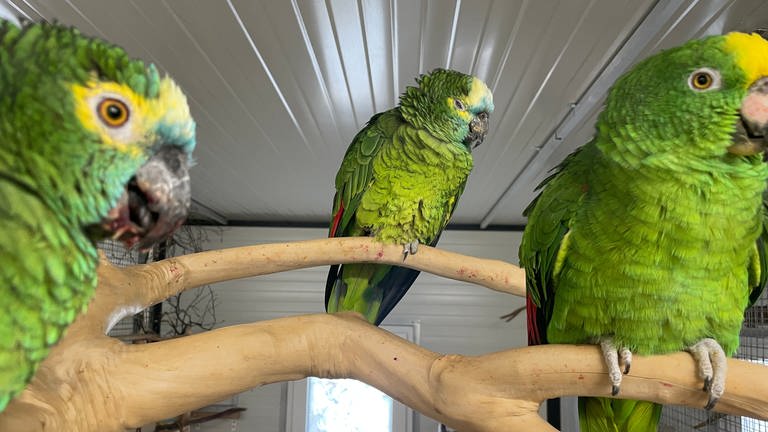 Die Karlsruher Organisation "Papaveo" will alleinstehende Papageien verkuppeln
