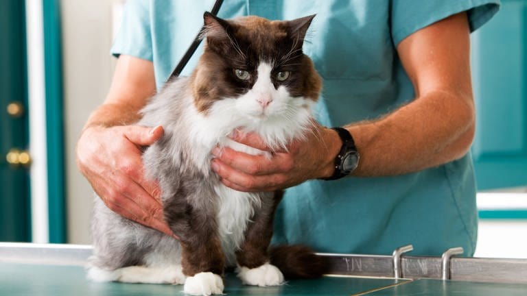 Symbolbild: Katze in einer Tierarztpraxis (Foto: IMAGO, TylerxOlsonx/xDesignxPics 30518379)