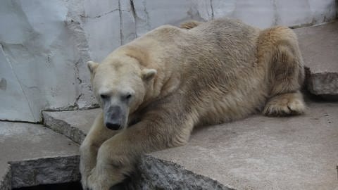 Eisbär Kap lebt schon länger im Zoo Karlsruhe und wirkt deutlich entspannter als Eisbärdame Nuka. (Foto: SWR)