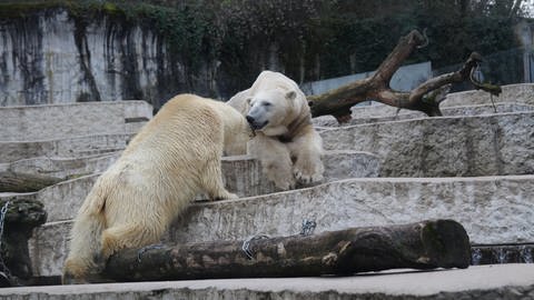 Im Zoo Karlsruhe sollen die Eisbären Nuka (li.) und Kap (re.) für Nachwuchs sorgen. (Foto: SWR)