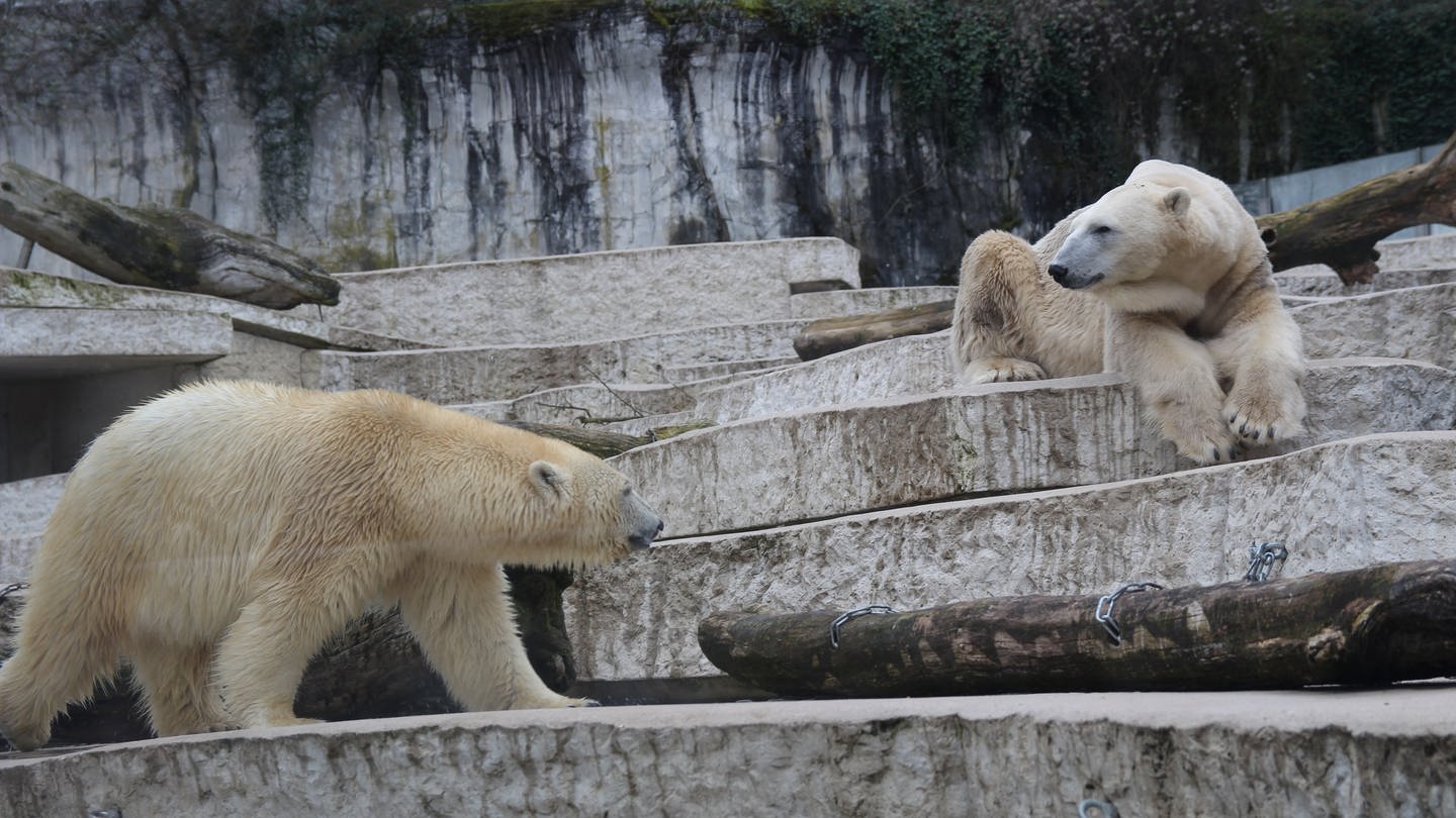 Vorsichtiges Abtasten zwischen Eisbärdame Nuka (li.) und Eisbär Kap. Die beiden leben seit ein paar Tagen im Karlsruher Zoo zusammen. (Foto: SWR)