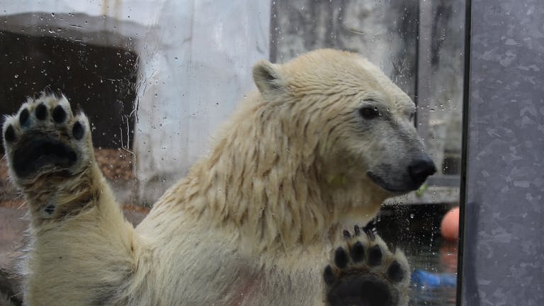 Eisbärin Nuka ist sehr verspielt und zeigt sich den Besucherinnen und Besuchern.