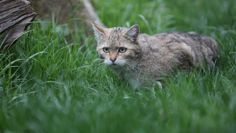Die Wildkatze breitet sich in Baden-Württemberg wieder aus, in Sternenfels im Enzkreis gibt es ein Projekt, dass der Wildkatze bei der Verbreitung helfen soll. (Foto: picture-alliance / Reportdienste, Matthias Bein)